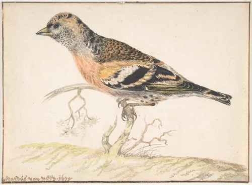 Bramling (Fringilla Montifringilla) by Gerardus van Veen, drawing, 1679