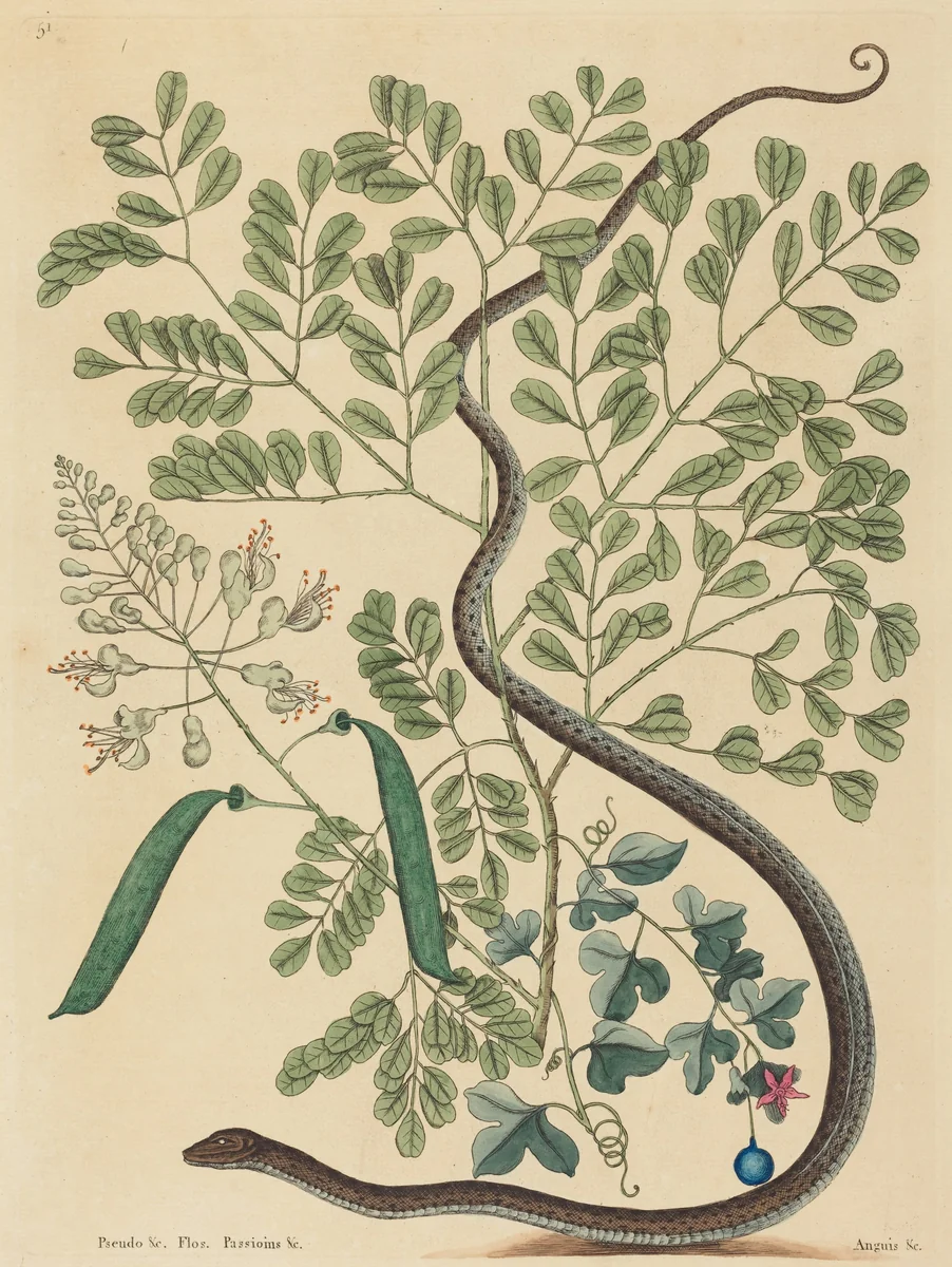 The Spotted Ribbon Snake (Coluber nebulosus?) by Mark Catesby, print, 1731-1743