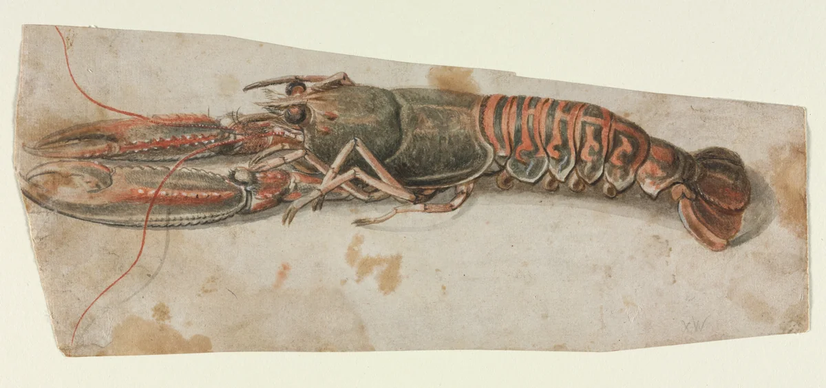 Lobster (recto) by anonymous, drawing, 1600-1699