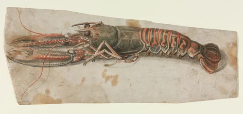 Lobster (recto) by anonymous, drawing, 1600-1699