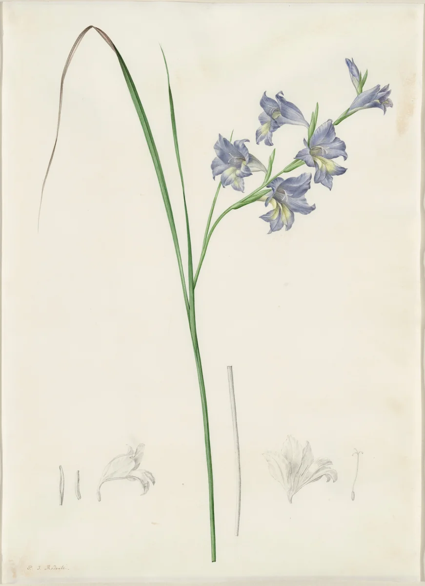 Gladiolus ringens by Pierre Joseph Redouté, drawing, 1802-1816
