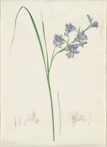 Gladiolus ringens by Pierre Joseph Redouté, drawing, 1802-1816