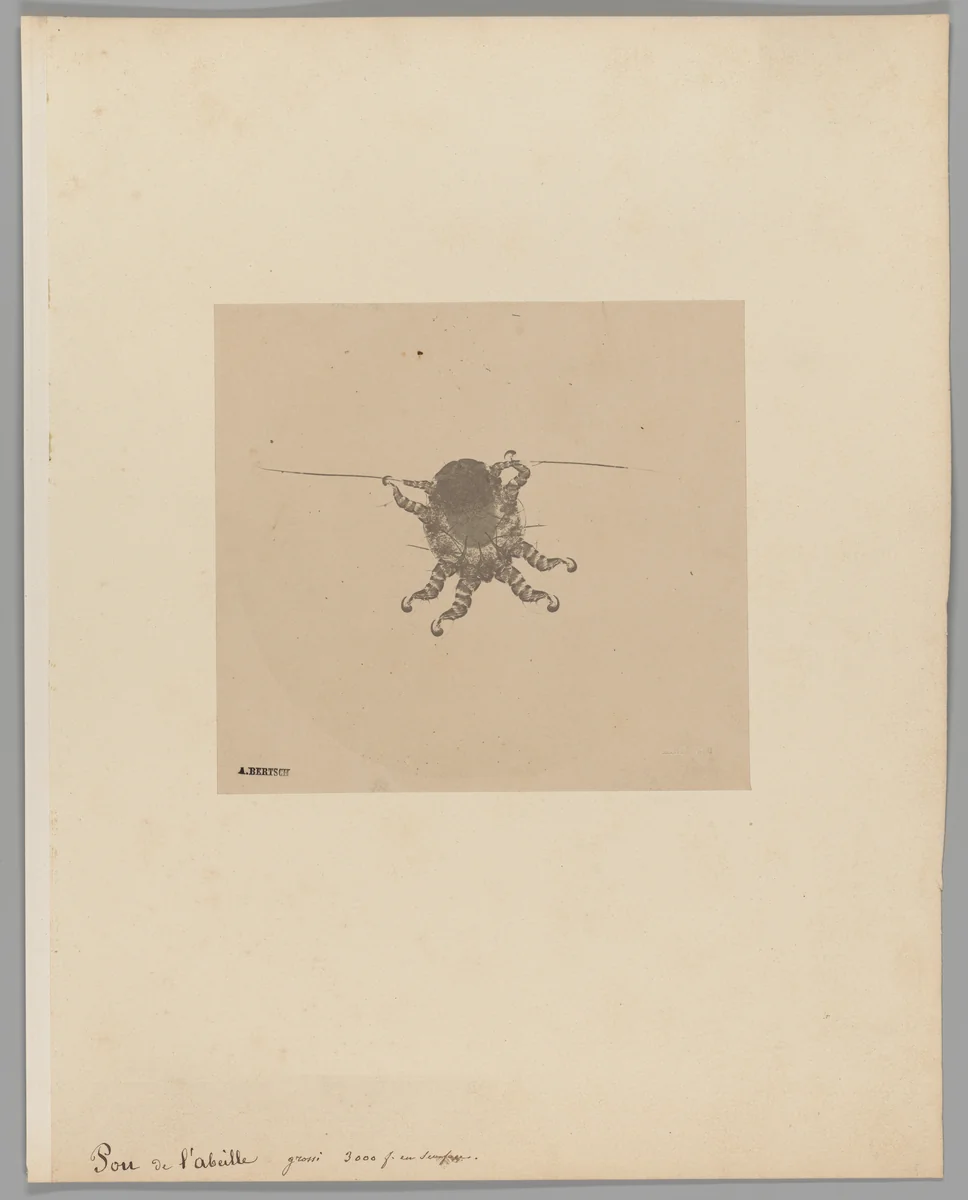 Pou du l’abeille [Bee Stinger] by Auguste-Adolphe Bertsch, photograph, 1853-1857
