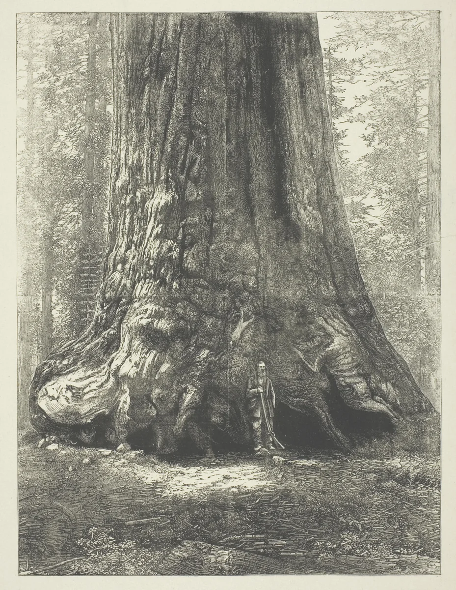 Copy of Carleton Watkins' "Galen Clark Before the Grizzly Giant," by Carleton Watkins, print, 1856-1868