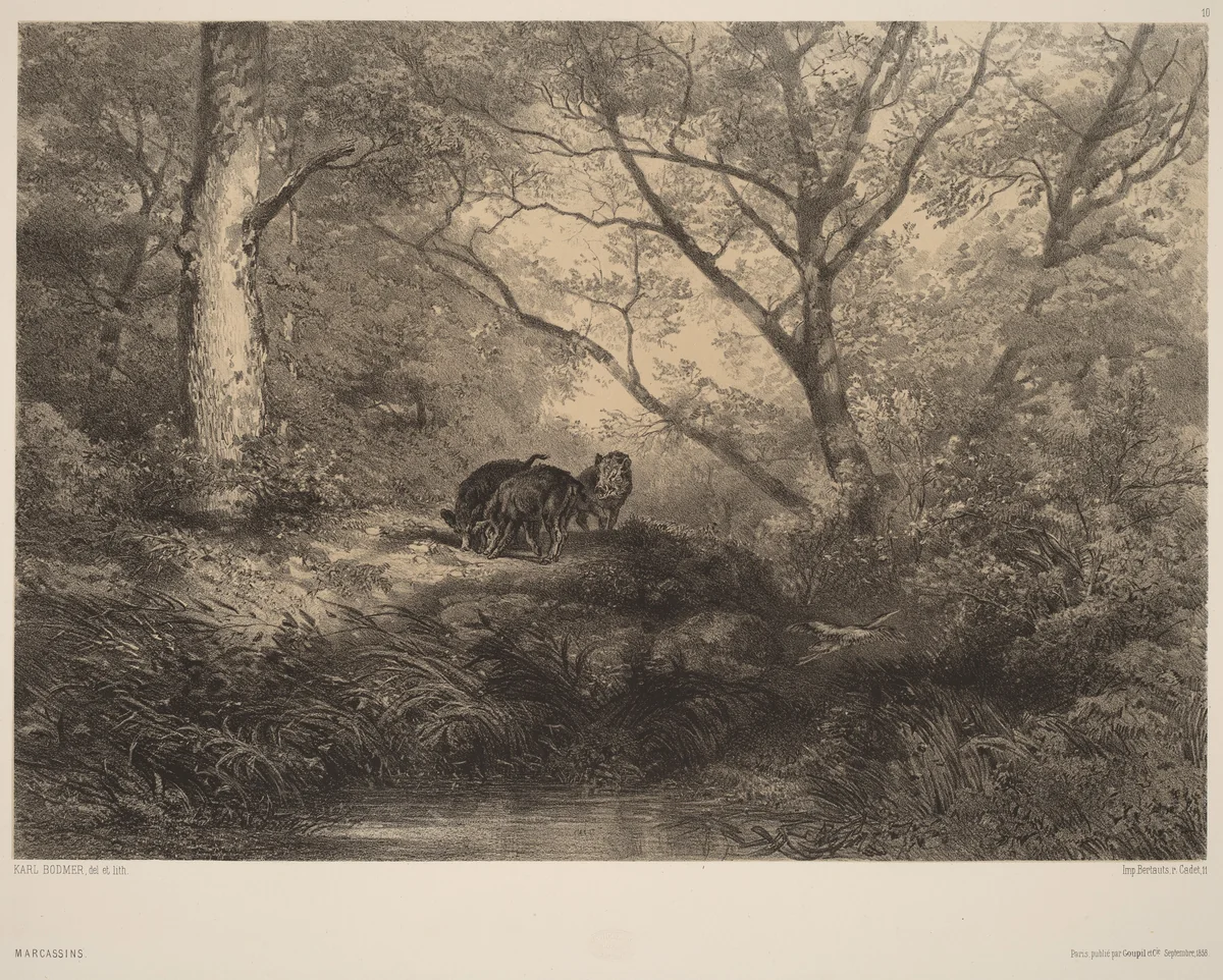 Marcassins by Karl Bodmer, print, 1809-1893