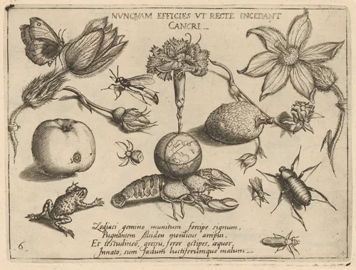 Archetypa studiaque patris Georgii Hoefnagelii [Part 4, Plate 6] by Jacob Hoefnagel; Joris Hoefnagel, print, 1592