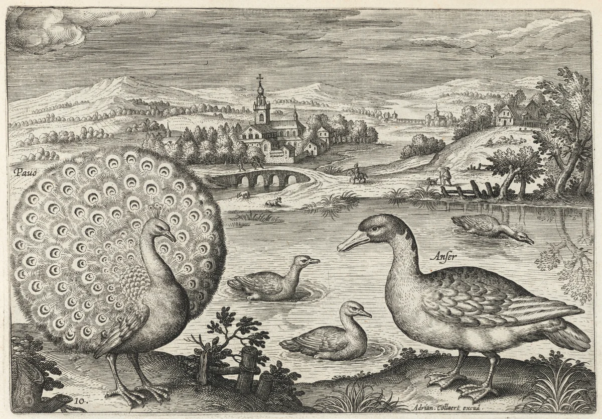 Peacock and Goose by Adriaen Collaert, print, 1595-1605