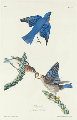 Blue-Bird by Robert Havell, Jr.; John James Audubon, print, 1831