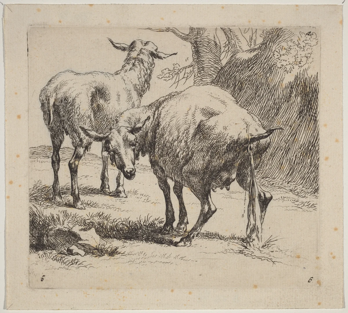 Two Sheep, One Pissing by Nicolaes Pietersz Berchem, print, 1620-1683