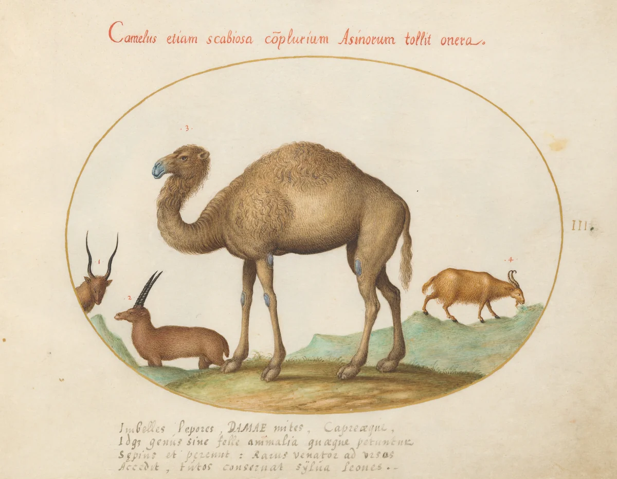 Plate 3: Camel, Ibex, and Goat by Joris Hoefnagel, drawing, 1570-1599