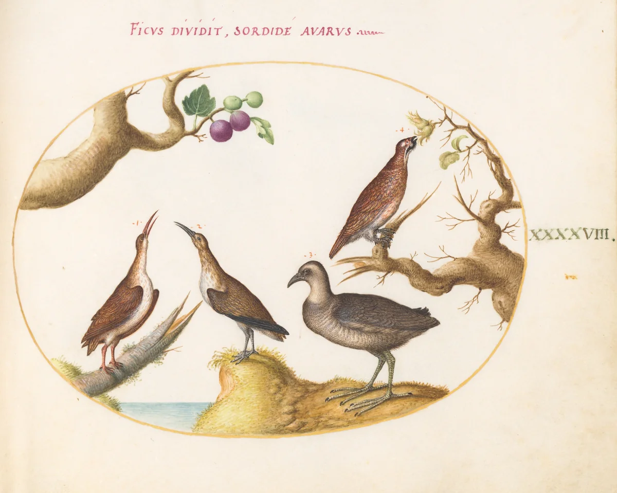 Plate 48: Wood Grouse, Rail, and Curlew with Hazelnuts and Figs by Joris Hoefnagel, drawing, 1570-1599