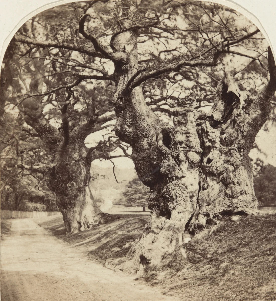 Cobham Park by Roger Fenton, photograph, 1857