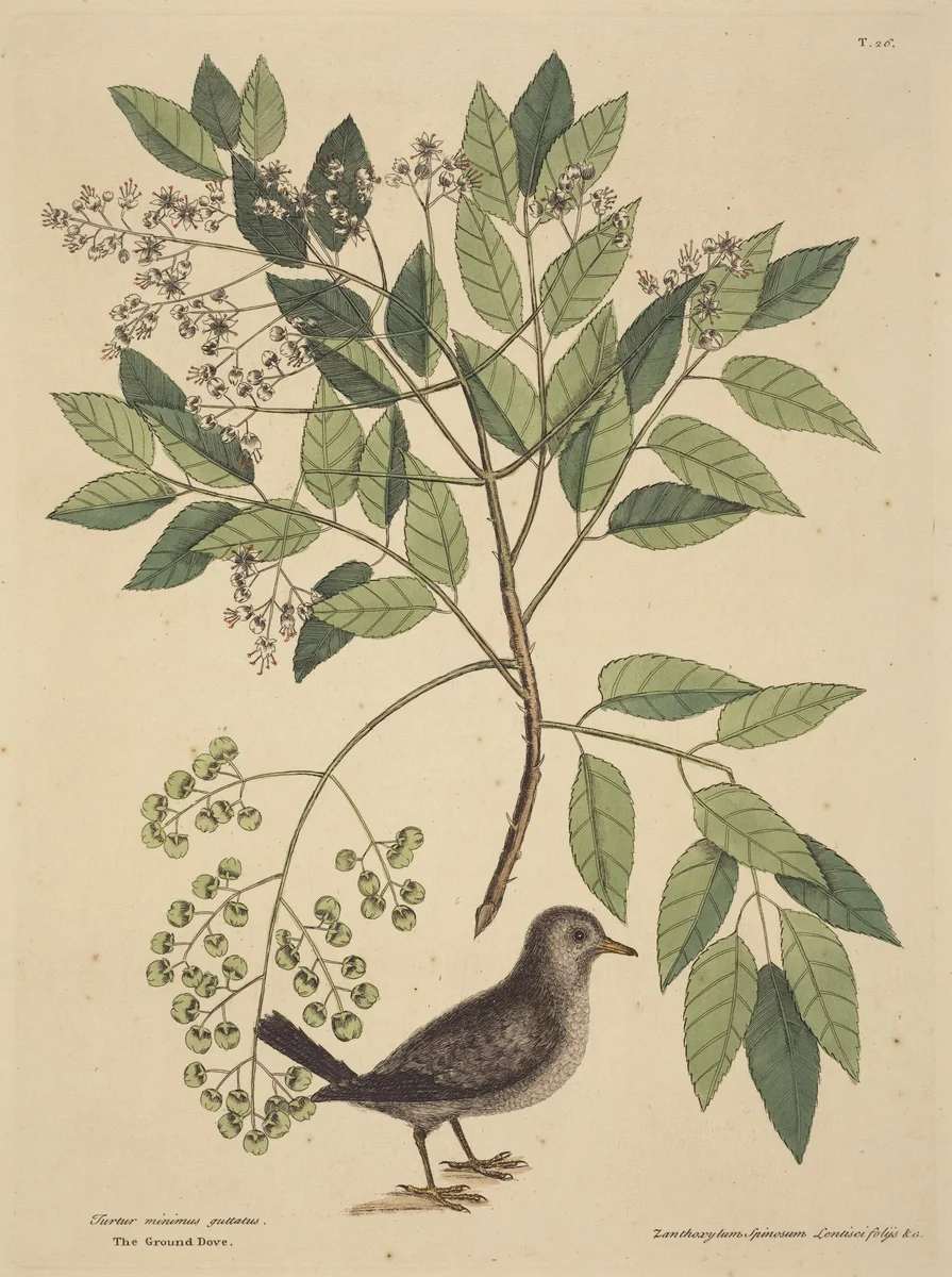The Ground Dove (Columba passerina) by Mark Catesby, print, 1731-1743