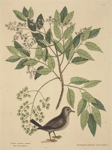 The Ground Dove (Columba passerina) by Mark Catesby, print, 1731-1743