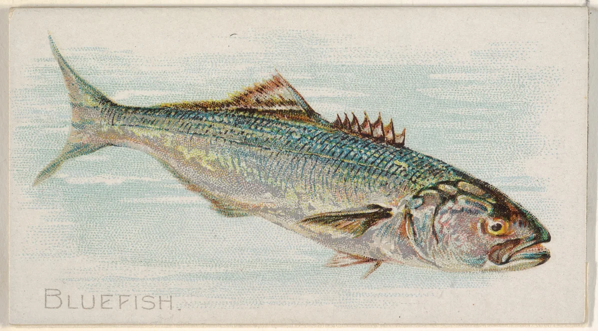 Bluefish, from the Fish from American Waters series (N8) for Allen & Ginter Cigarettes Brands by Allen & Ginter, print, 1889