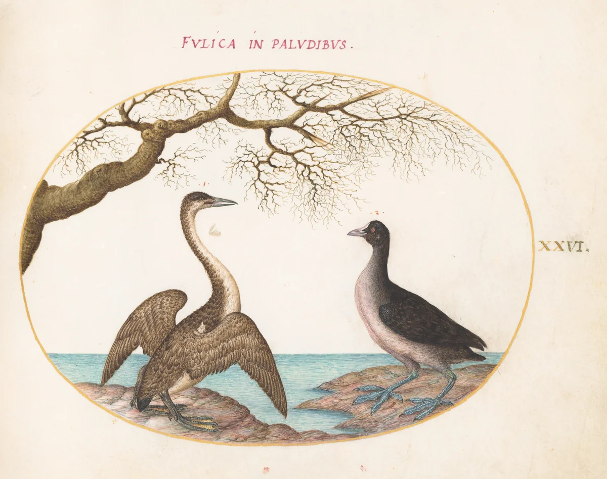 Plate 26: Cormorant and Coot by Joris Hoefnagel, drawing, 1570-1599