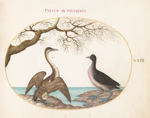 Plate 26: Cormorant and Coot by Joris Hoefnagel, drawing, 1570-1599