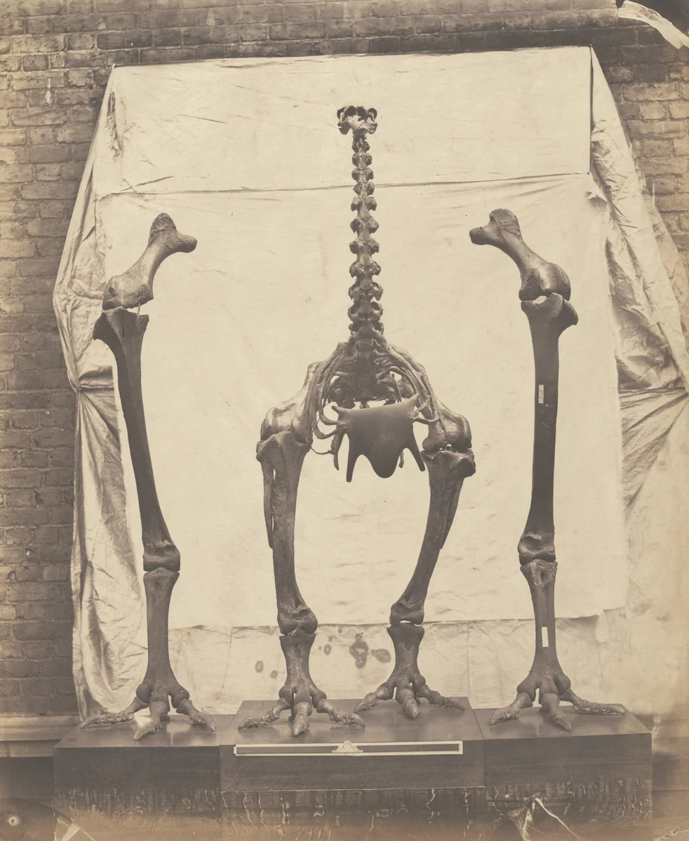 Elephantine Moa (Dinornis Elephantopus) by Roger Fenton, photograph, 1854