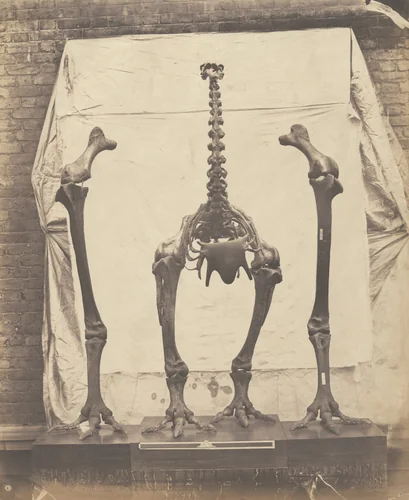 Elephantine Moa (Dinornis Elephantopus) by Roger Fenton, photograph, 1854