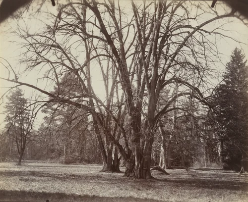 Arbre, Trianon by Eugène Atget, photograph, 1922
