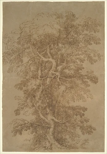A Large Tree by Salvator Rosa, drawing, 1615-1673