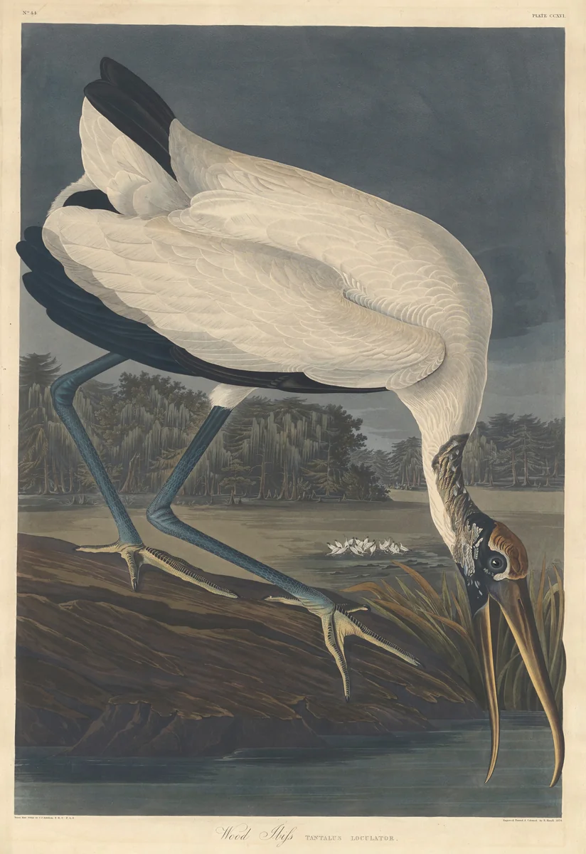 Wood Ibis by Robert Havell, Jr.; John James Audubon, print, 1834