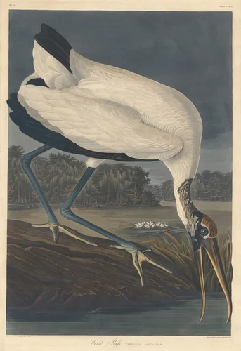 Wood Ibis by Robert Havell, Jr.; John James Audubon, print, 1834