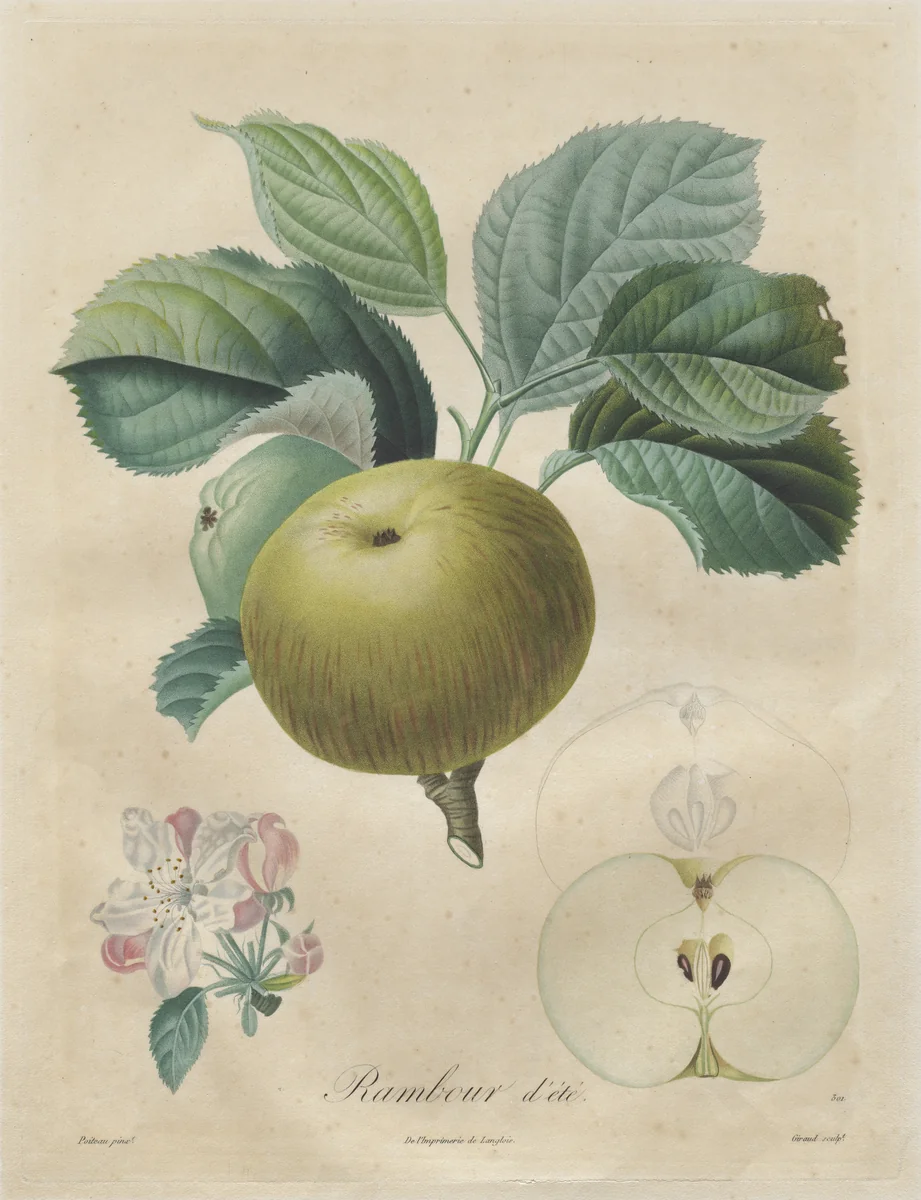 Traité des arbres fruitiers: Rambour d'été by Henri Louis Duhamel du Monceau, print, 1808-1835