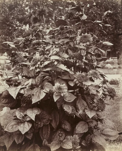 Petits Soleils by Eugène Atget, photograph, 1922