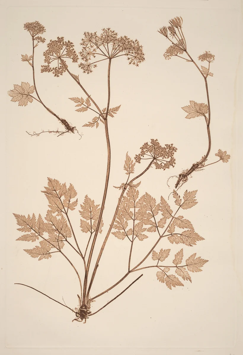 Chaerophyllum hirsistum by Constetin von Ettinghausen, print, 1856