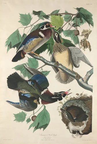 Summer or Wood Duck by Robert Havell, Jr.; John James Audubon, print, 1834