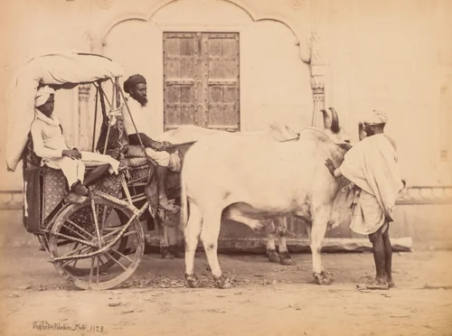 Bullock Cart, Delhi by Shepherd & Robertson, photograph, 1863