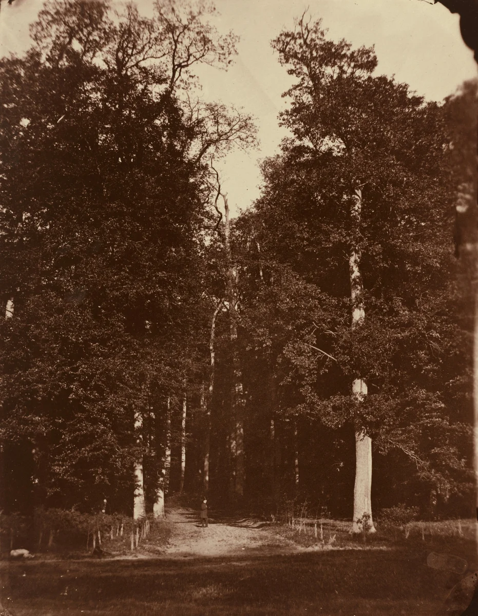 Forest at Saint-Cloud by Louis-Rémy Robert, photograph, 1859-1860