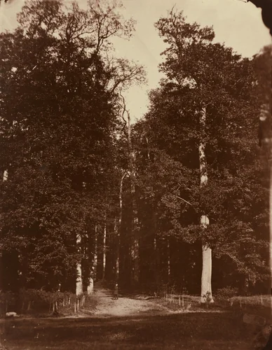 Forest at Saint-Cloud by Louis-Rémy Robert, photograph, 1859-1860