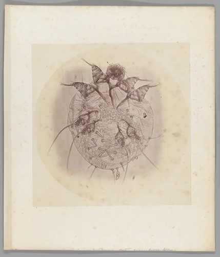 [Untitled] by Auguste-Adolphe Bertsch, photograph, 1853-1857
