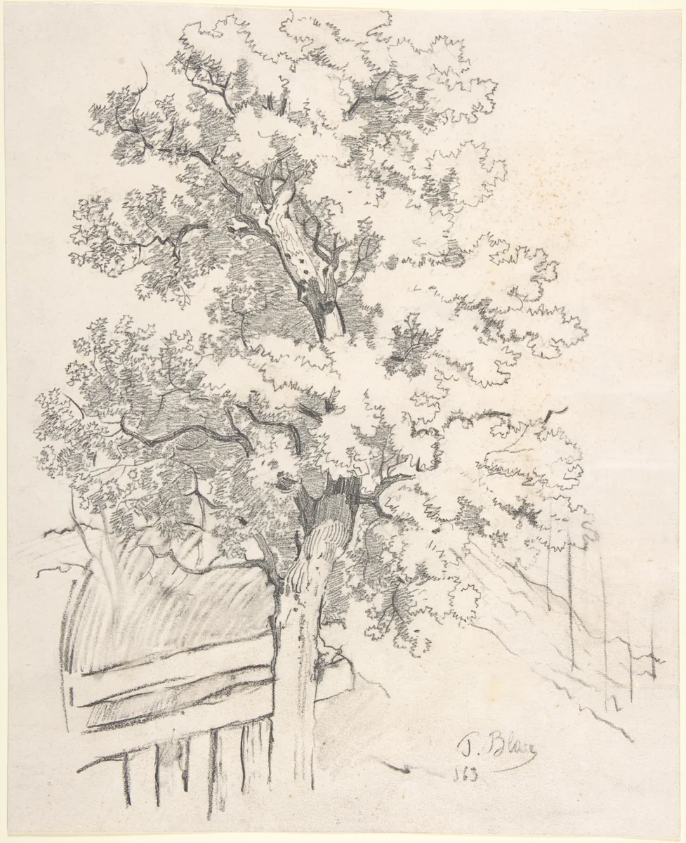 Study of a Tree by Tina Blau, drawing, 1863