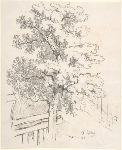 Study of a Tree by Tina Blau, drawing, 1863