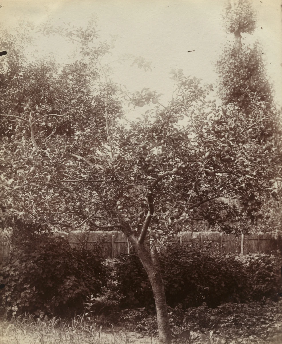 Pommier by Eugène Atget, photograph, 1900
