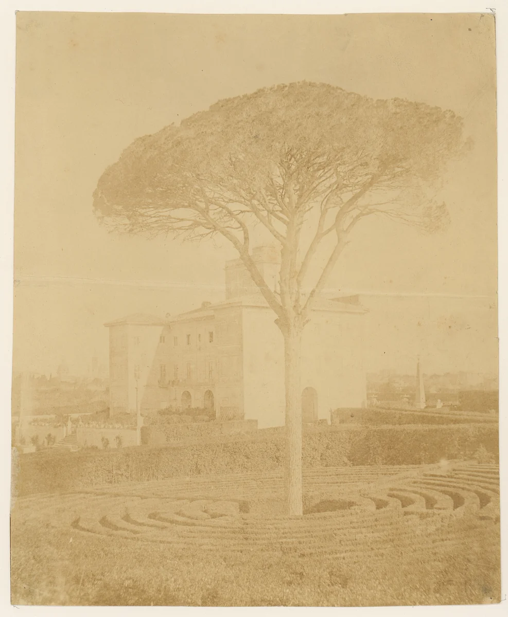 [Tree in Formal Garden Outside Palazzo] by Giacomo Caneva, photograph, 1860-1879