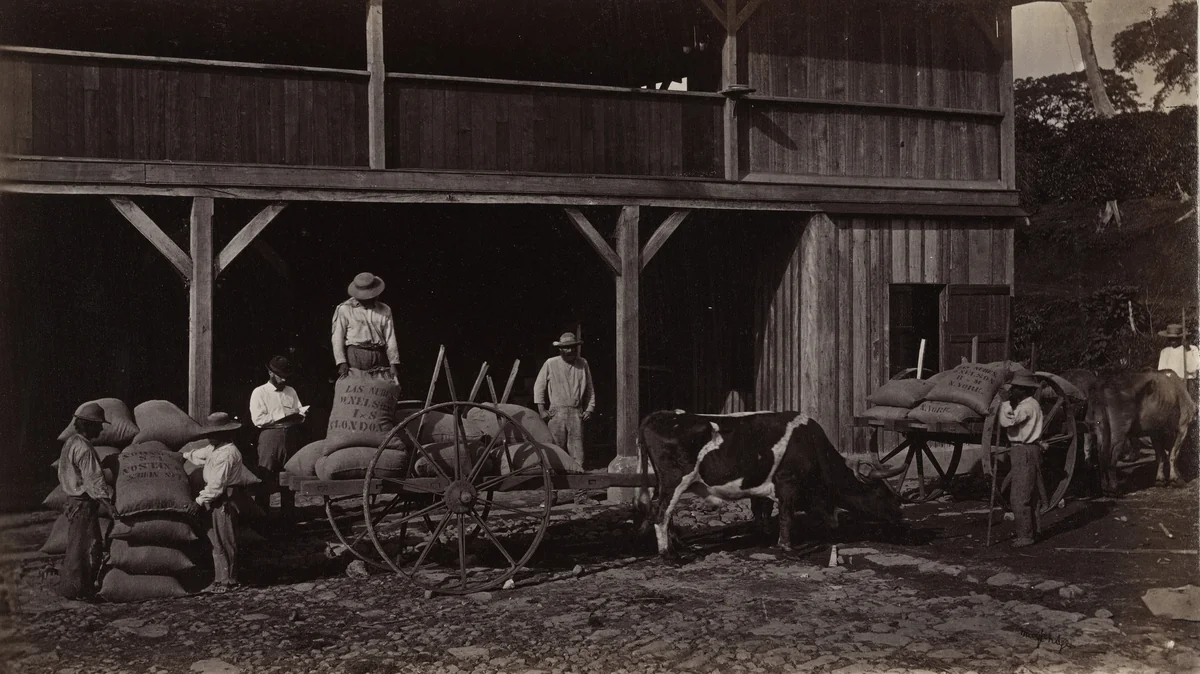 Loading Coffee for the Port, Las Nubes by Eadweard Muybridge, photograph, 1875