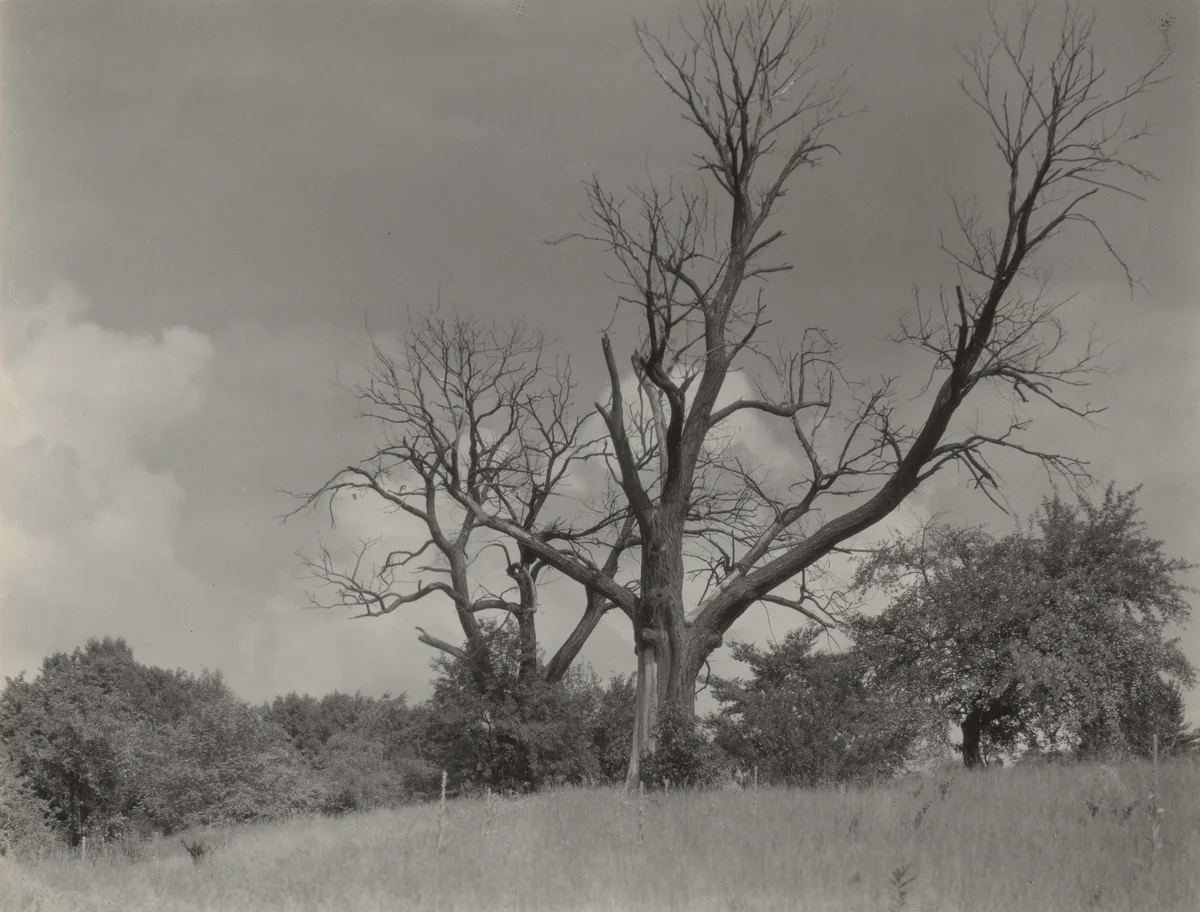 The Dying Chestnut Tree by Alfred Stieglitz, photograph, 1927