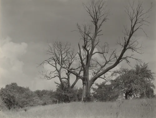 The Dying Chestnut Tree by Alfred Stieglitz, photograph, 1927