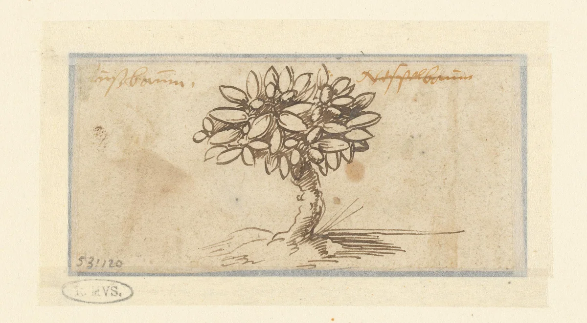 Boom met vruchten by Unknown, drawing, 1481-1528