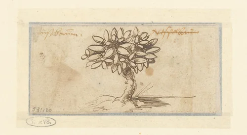 Boom met vruchten by Unknown, drawing, 1481-1528