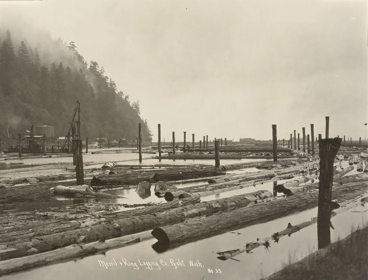 Merril and Ring Logging Company, Pysht, Washington by Darius Kinsey, photograph, 1910