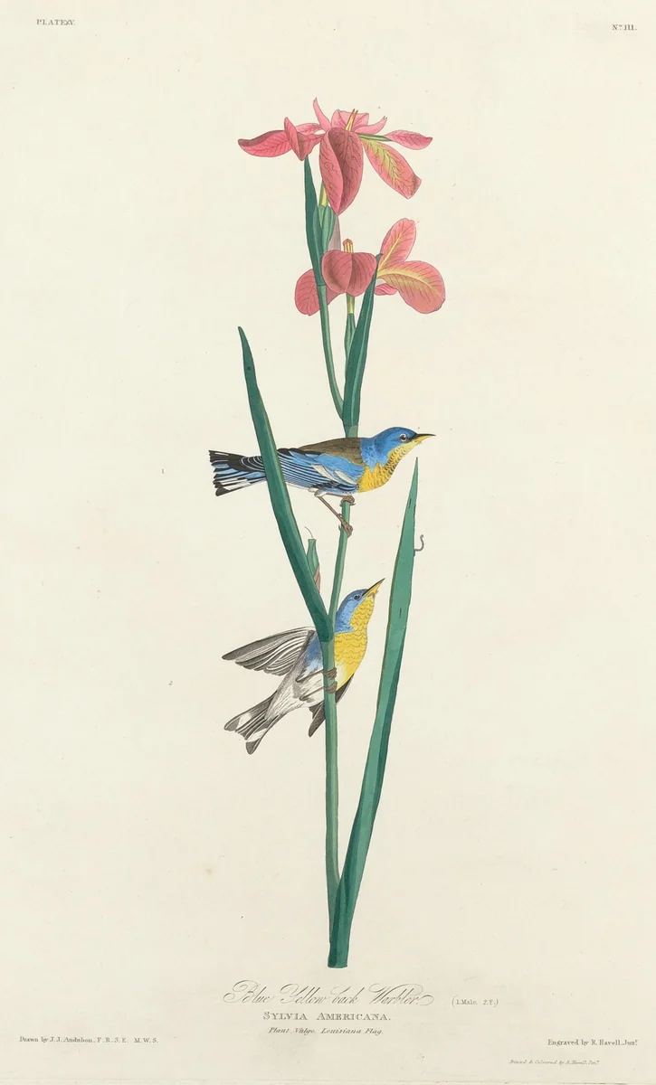 Blue Yellow-backed Warbler by Robert Havell, Jr.; John James Audubon, print, 1827