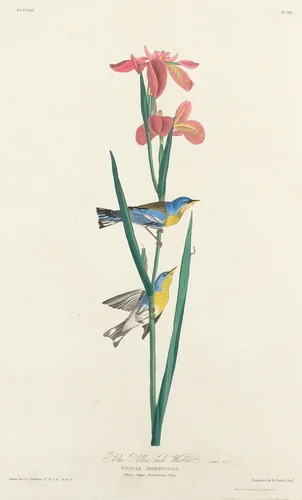Blue Yellow-backed Warbler by Robert Havell, Jr.; John James Audubon, print, 1827
