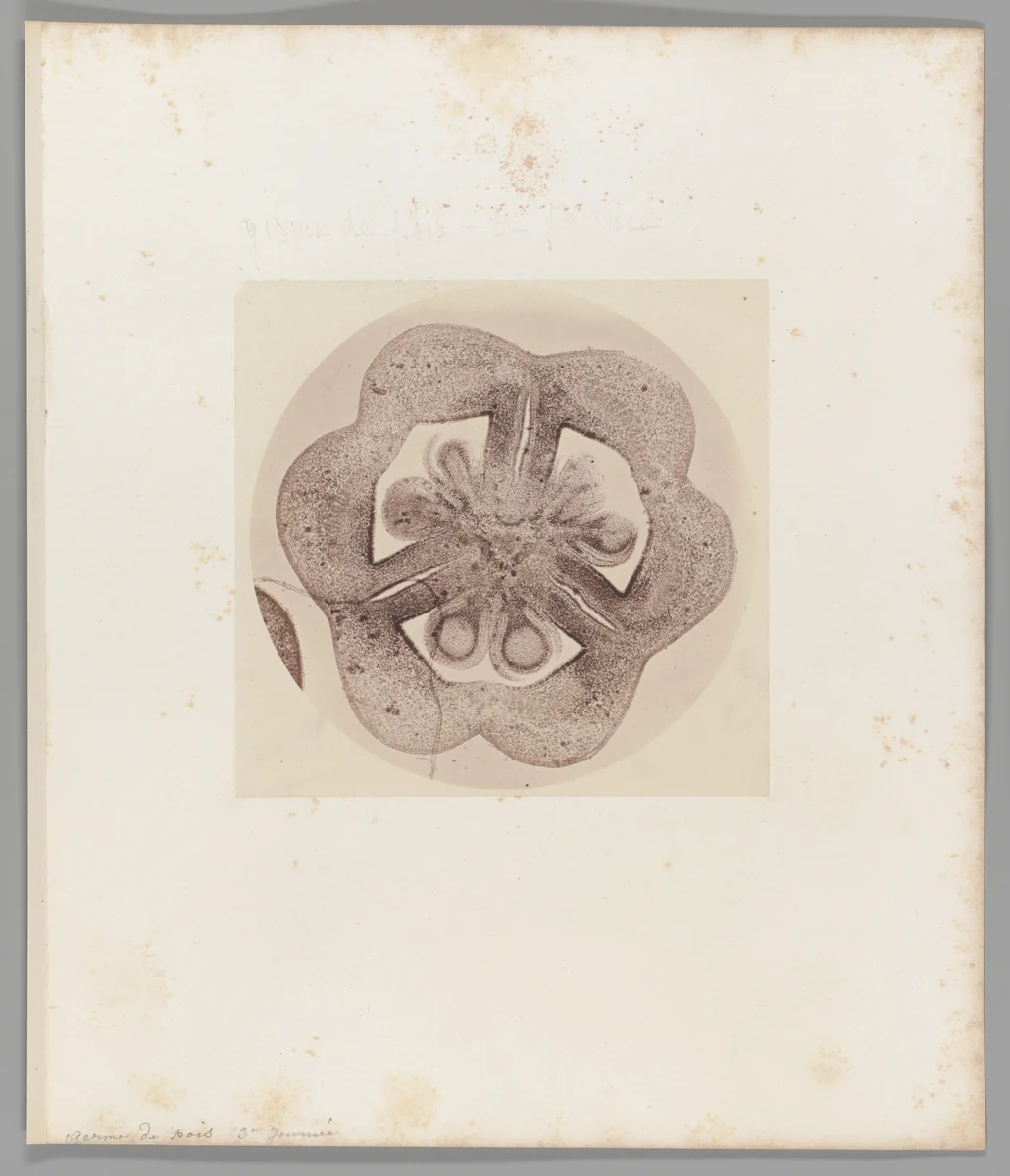 [Untitled] by Auguste-Adolphe Bertsch, photograph, 1853-1857