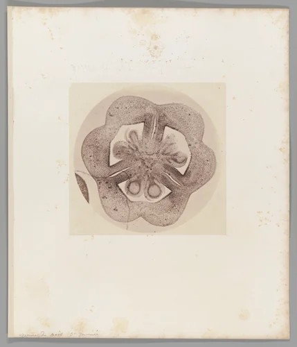 [Untitled] by Auguste-Adolphe Bertsch, photograph, 1853-1857