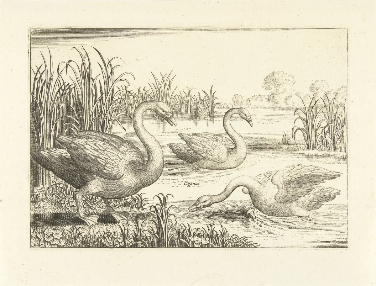Drie zwanen in een vijver by anonymous, print, 1659